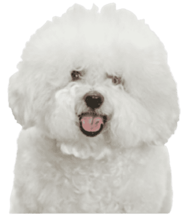 Bichon Frisé