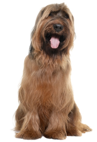 Briard (7)