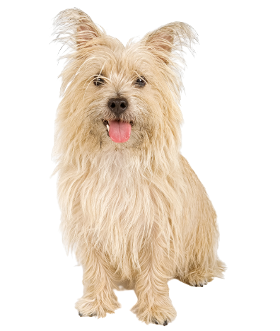 Cairn Terrier