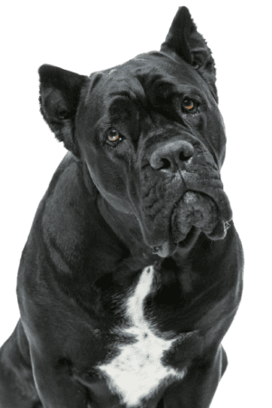 Cane Corso Italiano