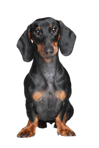 Dachshund 1