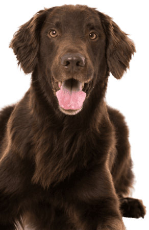 Flat-Coated Retriever