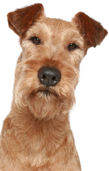 Irish Terrier (3)