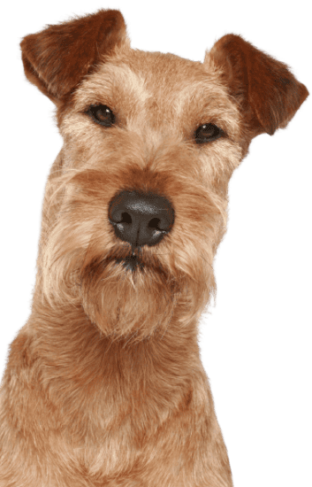 Irish Terrier (3)