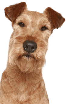 Irish Terrier (3)