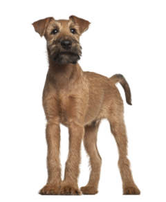 Irish Terrier (6)