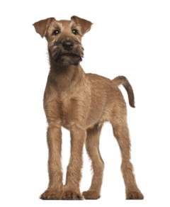 Irish Terrier (6)