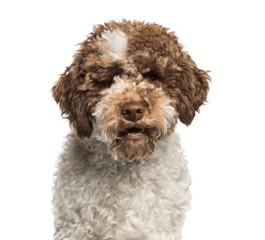 Lagotto Romagnolo