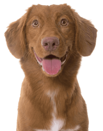 Nova Scotia Duck Tolling Retriever