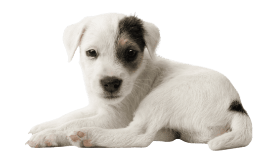 Parson Russell Terrier (1)