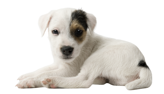 Parson Russell Terrier (1)