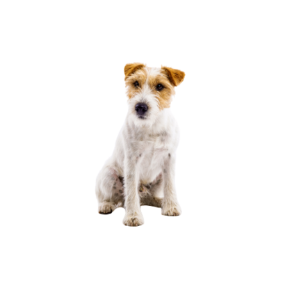 Parson Russell Terrier 1