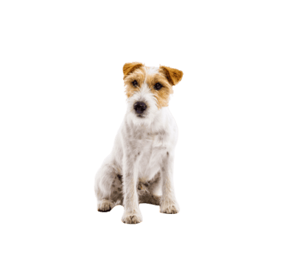 Parson Russell Terrier 1