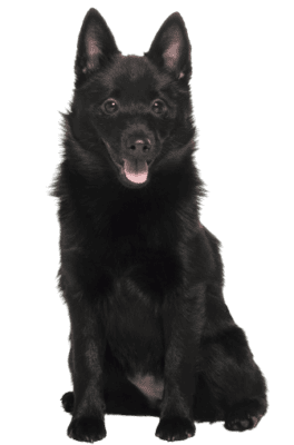 Schipperke (4)