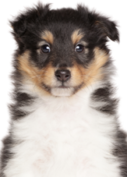 Shetland Sheepdog