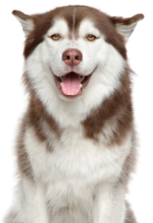 Siberian Husky (7)