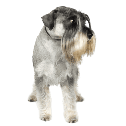 Standard Schnauzer (2)