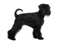 Standard Schnauzer (3)