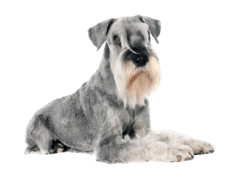 Standard Schnauzer (4)