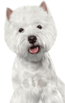 West Highland White Terrier (1)