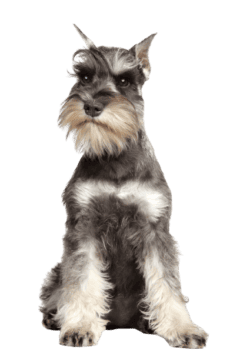 Zwergschnauzer (1)