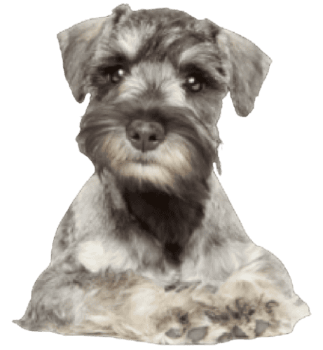 Zwergschnauzer