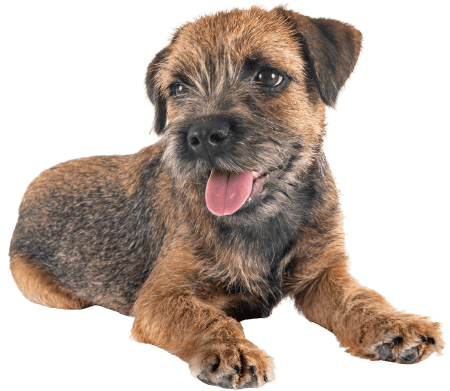 border terrier