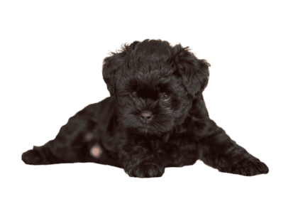 Affenpinscher (2)