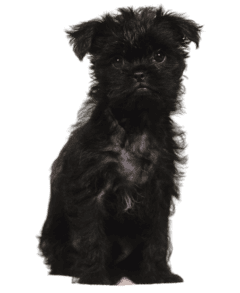 Affenpinscher (3)