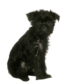 Affenpinscher (4)