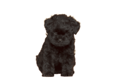 Affenpinscher (6)