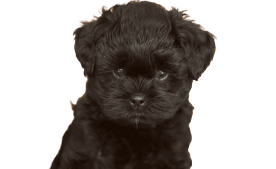 Affenpinscher profile