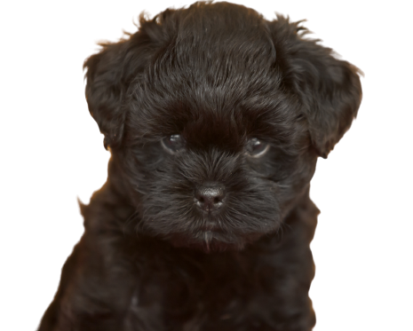 Affenpinscher profile