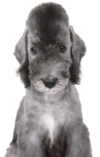 Bedlington Terrier