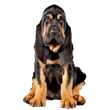 Bloodhound (1)