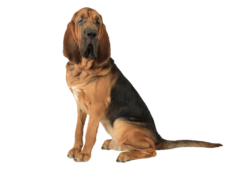 Bloodhound (2)