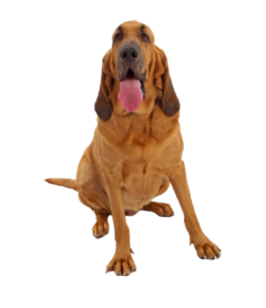 Bloodhound (3)