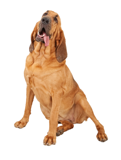 Bloodhound (4)
