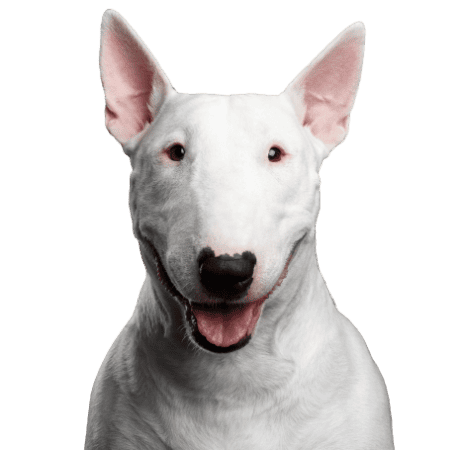 Bullterrier