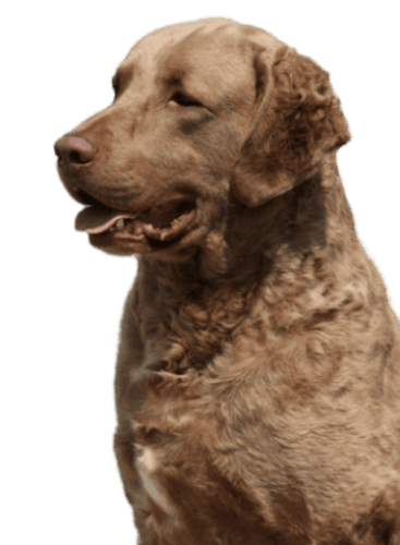 Chesapeake Bay Retriever