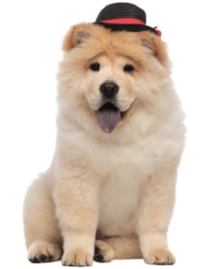 Chow Chow (6)