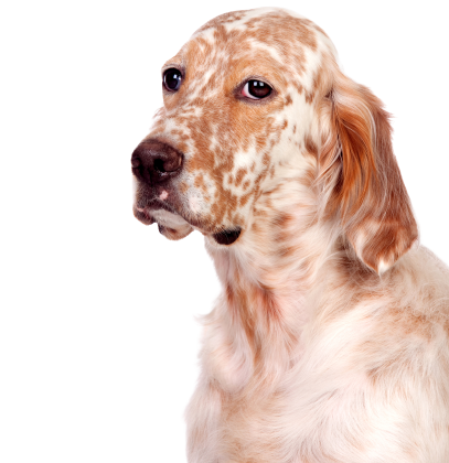 English Setter