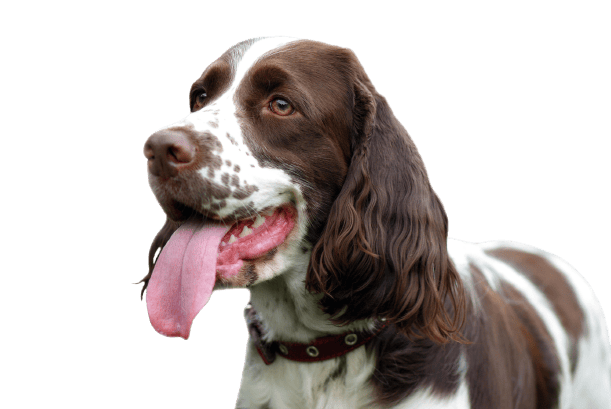 English Springer Spaniel (1)