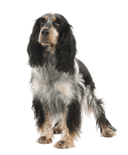 English Springer Spaniel (5)