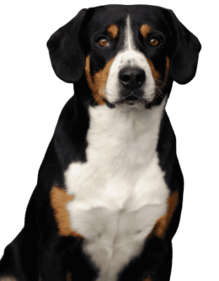 Entlebucher Sennenhund