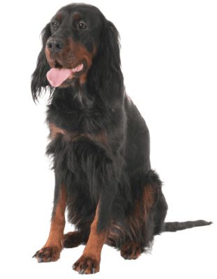 Gordon Setter