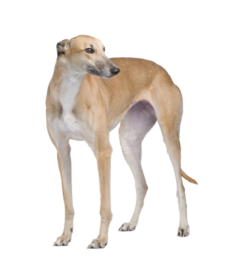 Greyhound (5)