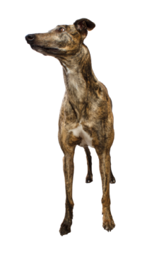 Greyhound (6)