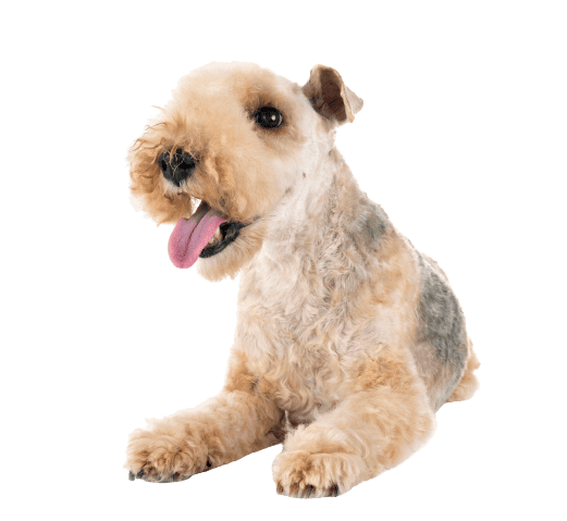 Lakeland Terrier