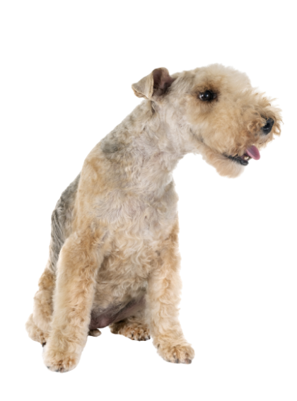 Lakeland Terrier (6)